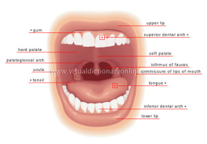 Mouth Anatomy