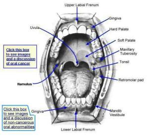 Types of Teeth